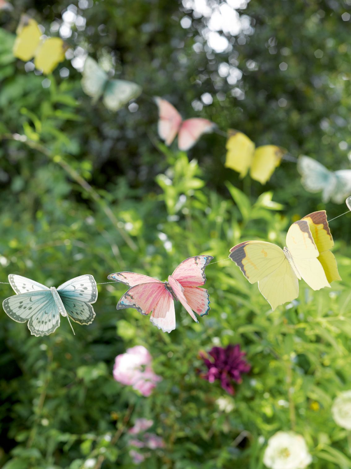 Blume, Blütenblatt, Vegetation, Kräuterig, Gänseblümchen
