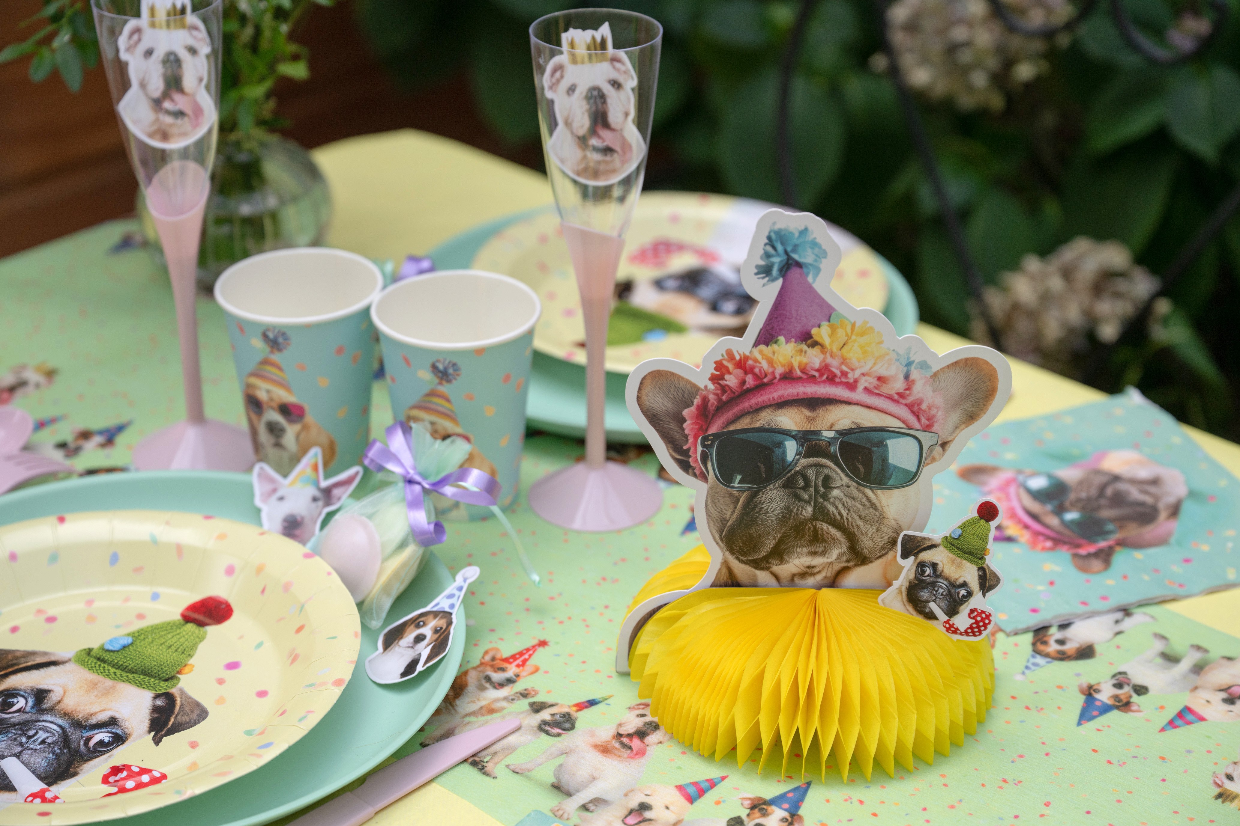 hund, party, partydeko, tabelgeschirr, fotos