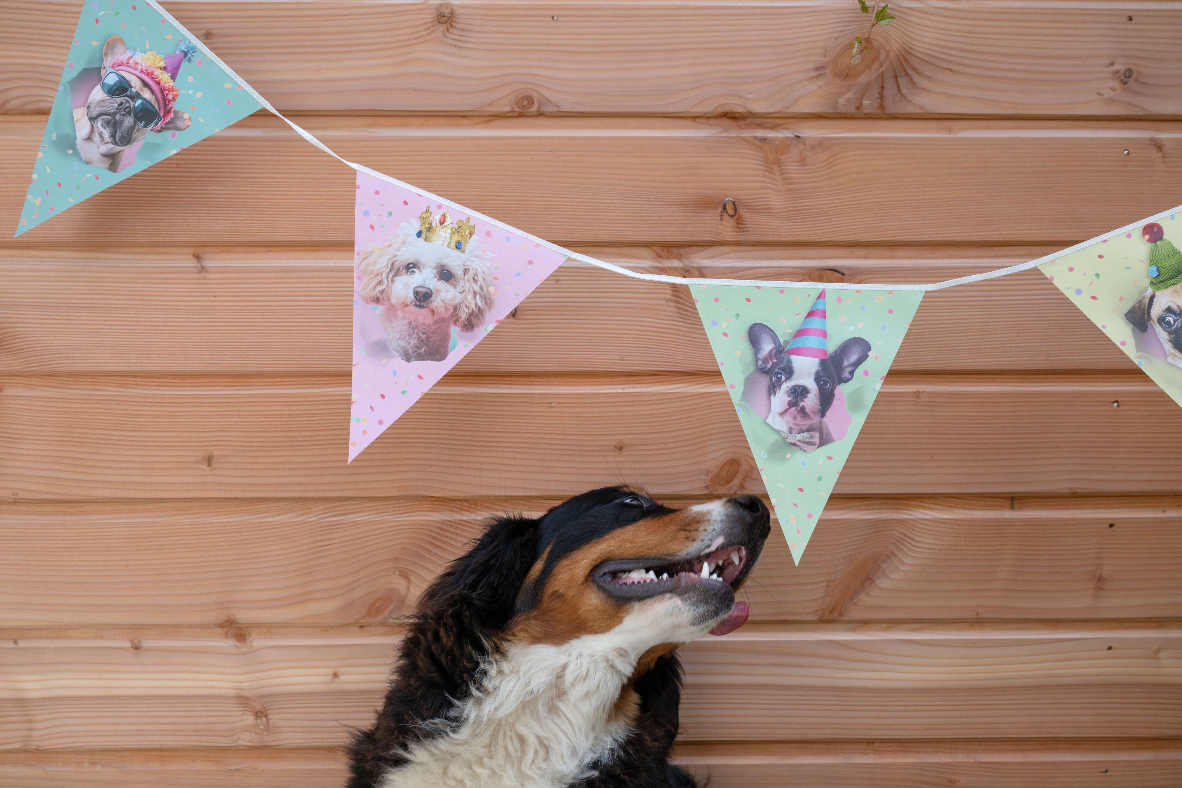 Hund, Wimpelkette, Girlande, Party, Hundebild